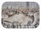 Väike kandik (2 varianti)